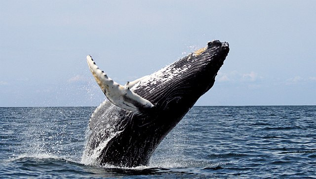 La baleine à bosse qui sort de l'eau avec les deux tiers de son corps pour atterrir sur le dos