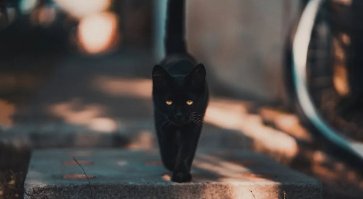 Gatto nero che attraversa la strada