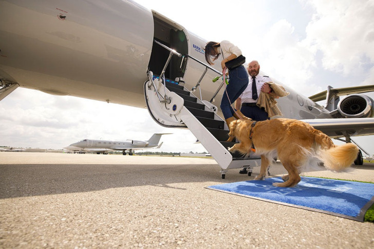 Un chien monte à bord d'un avion de BARK Air avec sa maîtresse