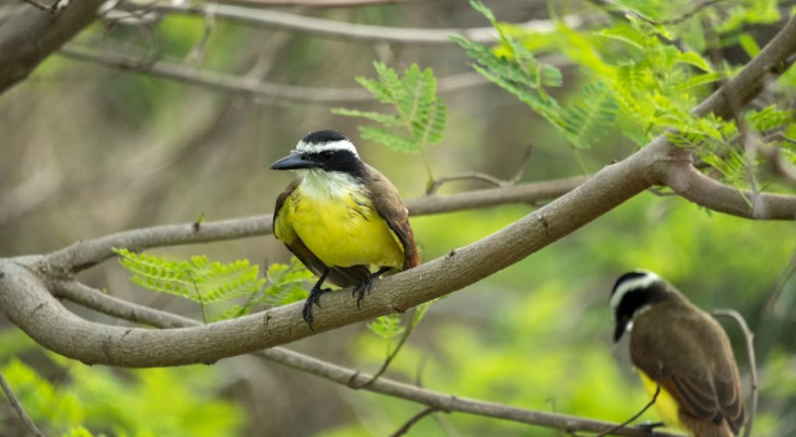 Deux oiseaux Tyran quiquivi sur les branches d'un arbre