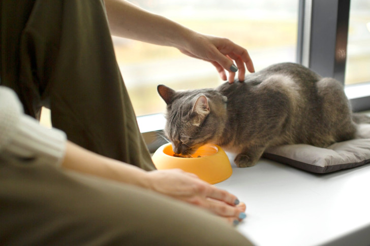 Gatto mangia mentre viene accarezzato dal suo padrone