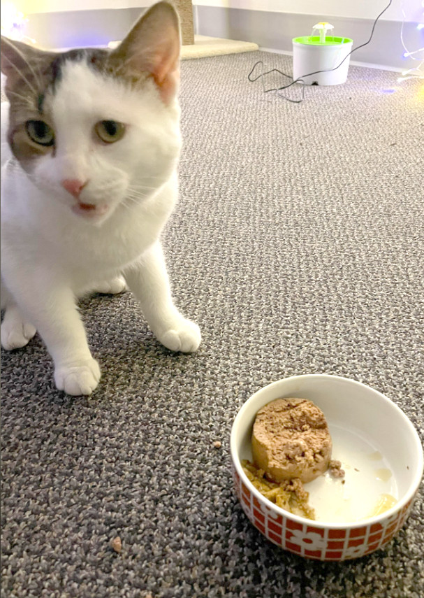 Un gatto infastidito porta il suo cibo fuori dalla ciotola per mangiarlo