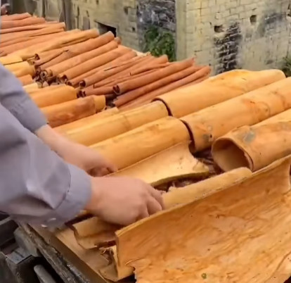 Gli aculei di cannella vengono disposti su un tavolo per l'essiccazione