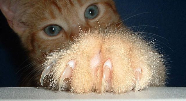 Un gattino rosso di Montreal mostra i suoi artigli con orgoglio
