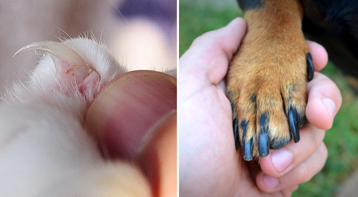 Einziehbare Kralle einer Hauskatze in ausgefahrener Position und eine Hundepfote in einer menschlichen Hand