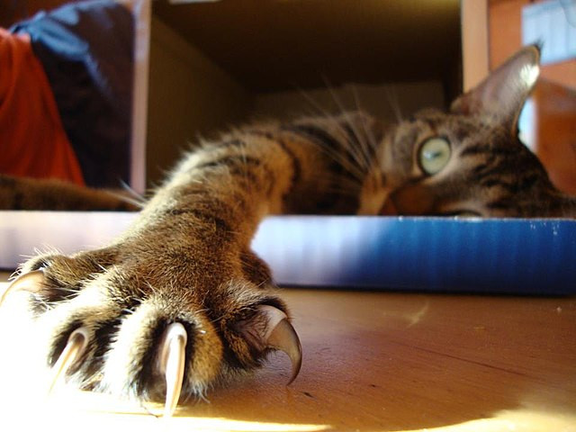 Katten en honden, evolutionaire verschillen en gebruik van nagels