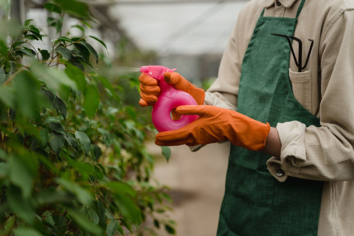 A gardener spraying a pesticide onto plants