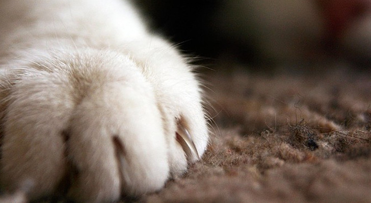 artigli retrattili gatto