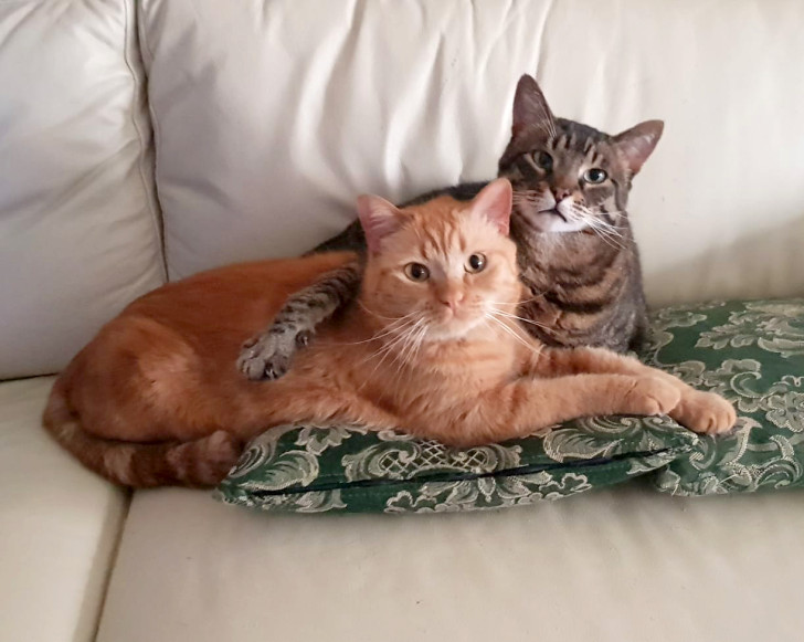 Due gatti diventati amici inseparabili