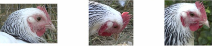 Roodkleuring van dezelfde kip afhankelijk van de situatie voor wang, oorlel, lellen en kam