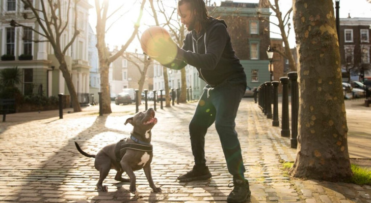 Cane che gioca volentieri con una persona in strada