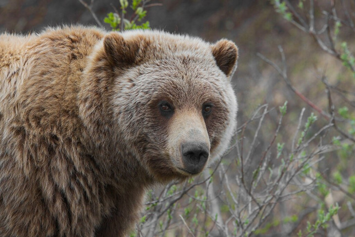 Grizzlybjörnen, Ursus arctos, en underart till den nordamerikanska brunbjörnen