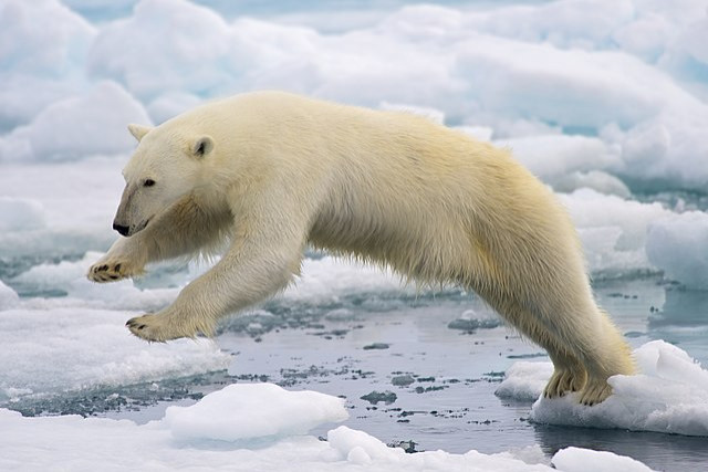 Ours polaire qui saute sur l'île du Spitzberg, Svalbard, Norvège