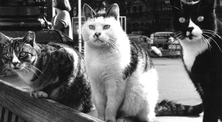 Trois des six chats restés au British Museum après la "tentative de conquête"