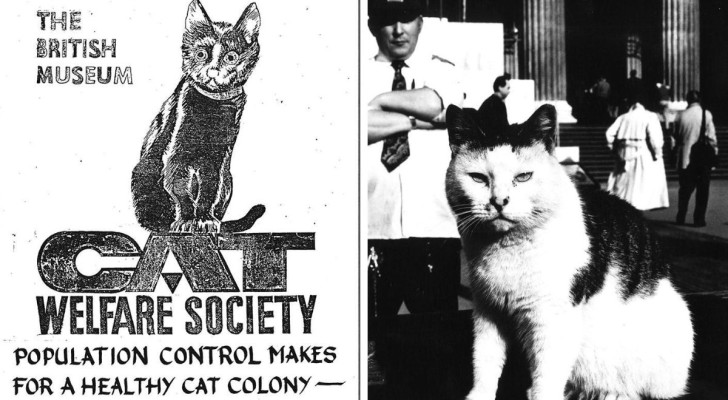 Rex Shepherd et l'un des chats restants au British Museum
