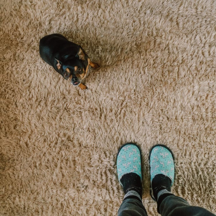 Un cane su un tappeto vicino ai piedi di una persona