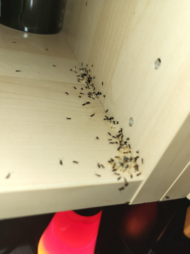Ameisen in einem Küchenschrank
