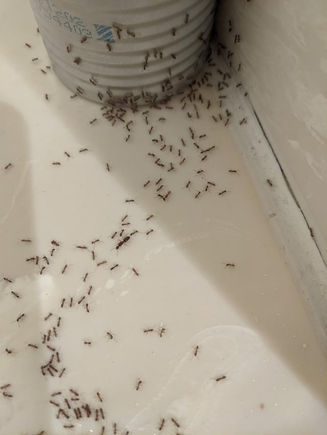 Ameisen in einer Gruppe um eine Blechdose in einem Schrank