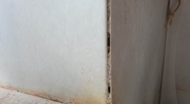 Fori nello stucco delle fughe tra piastrelle di rivestimento di un bagno provocato dalle formiche