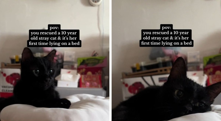 gatto randagio