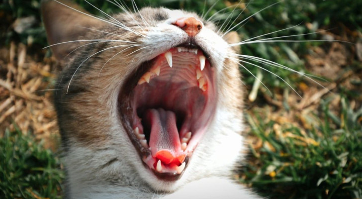 gatto che mostra i denti