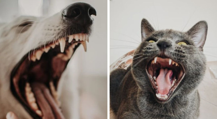 cane e gatto che mostrano i denti