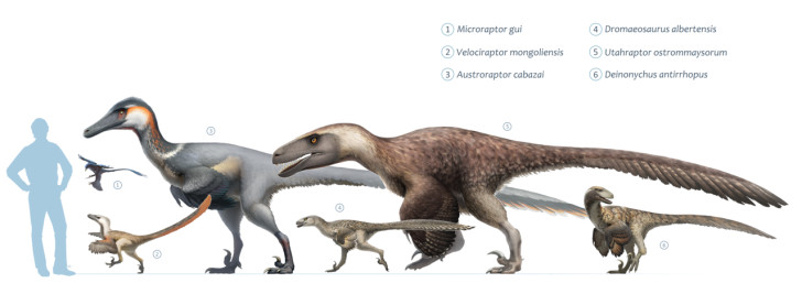 Människans storlek jämfört med Velociraptor-familjens storlekar