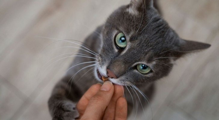 Gatto si arrampica sulle braccia di un umano
