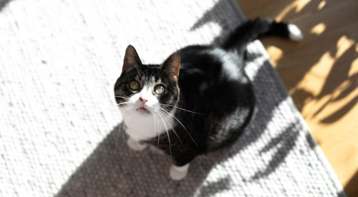 gatto al sole