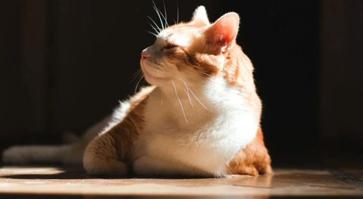 Gatto bianco e rosso sdraiato su una parte di pavimento assolata