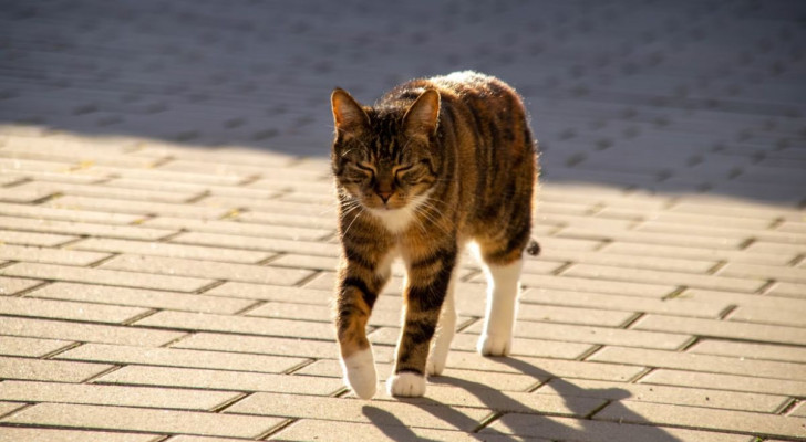 gatto cammina al sole