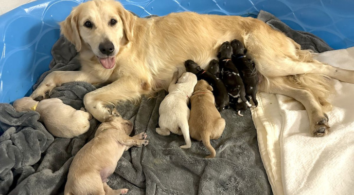 Kassy mentre allatta i suoi cuccioli e i piccoli Licaoni