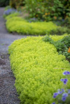 ground cover plants used as flowerbed borders