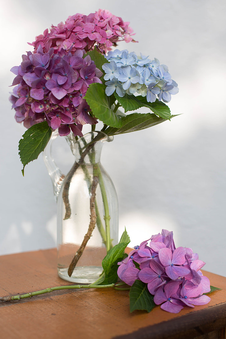 Eine Vase mit frisch geschnittenen Hortensien