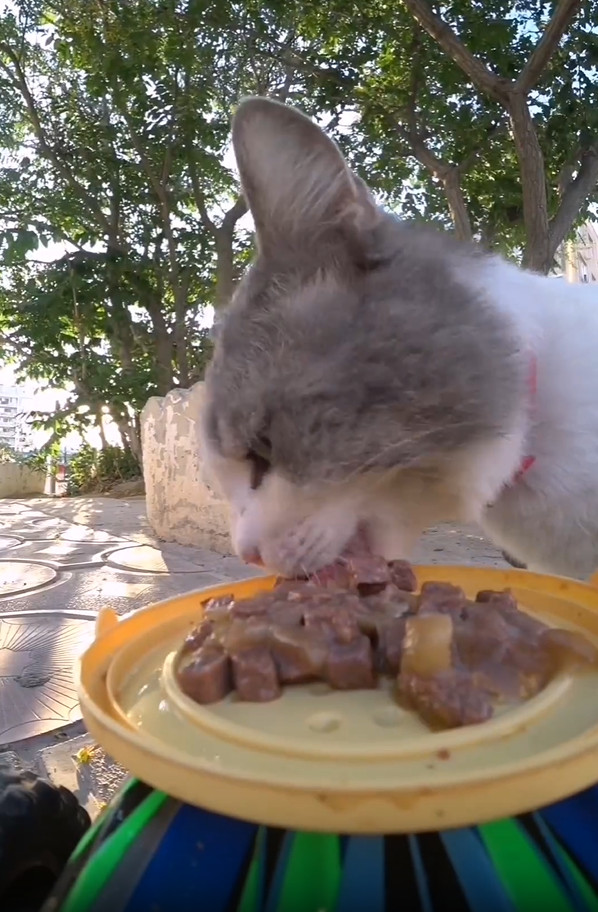 Gatto mangia dalla ciotola posta su una macchina telecomandata