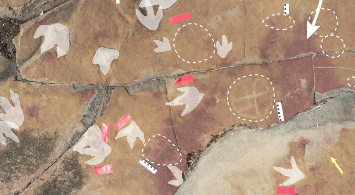 Voetafdrukken van dinosaurussen naast menselijke rotstekeningen
