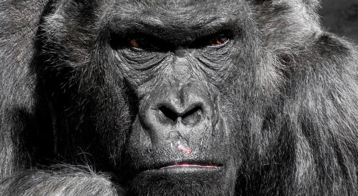 Primo piano di un gorilla con sguardo vendicativo