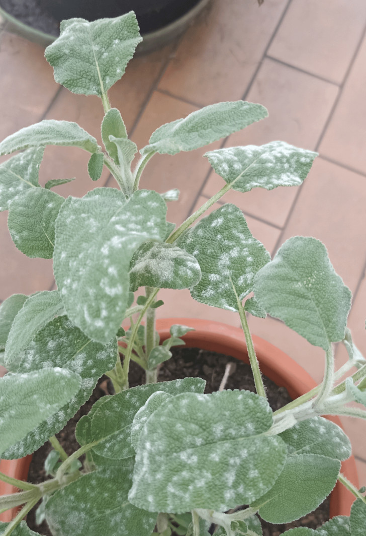 A sage plant blighted with powdery mildew