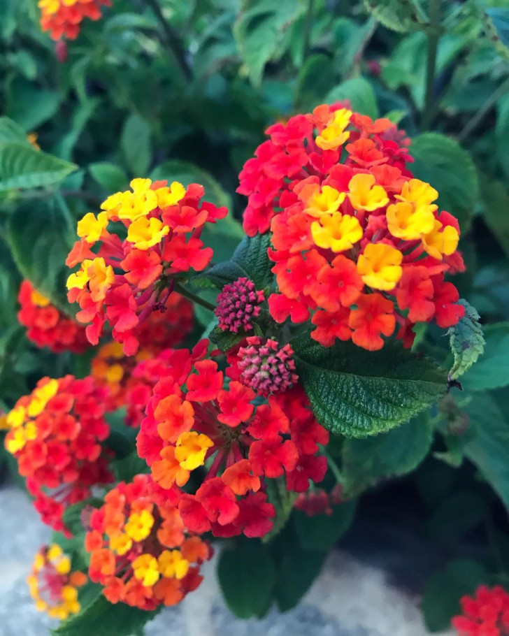 Des fleurs colorées de Lantana