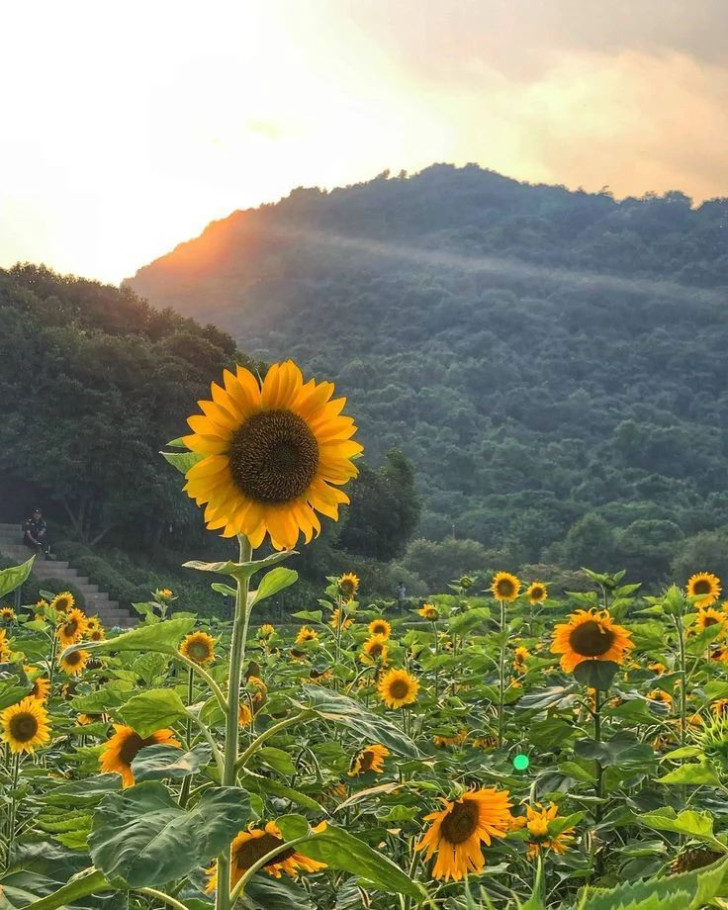 Een veld zonnebloemen met bergen op de achtergrond