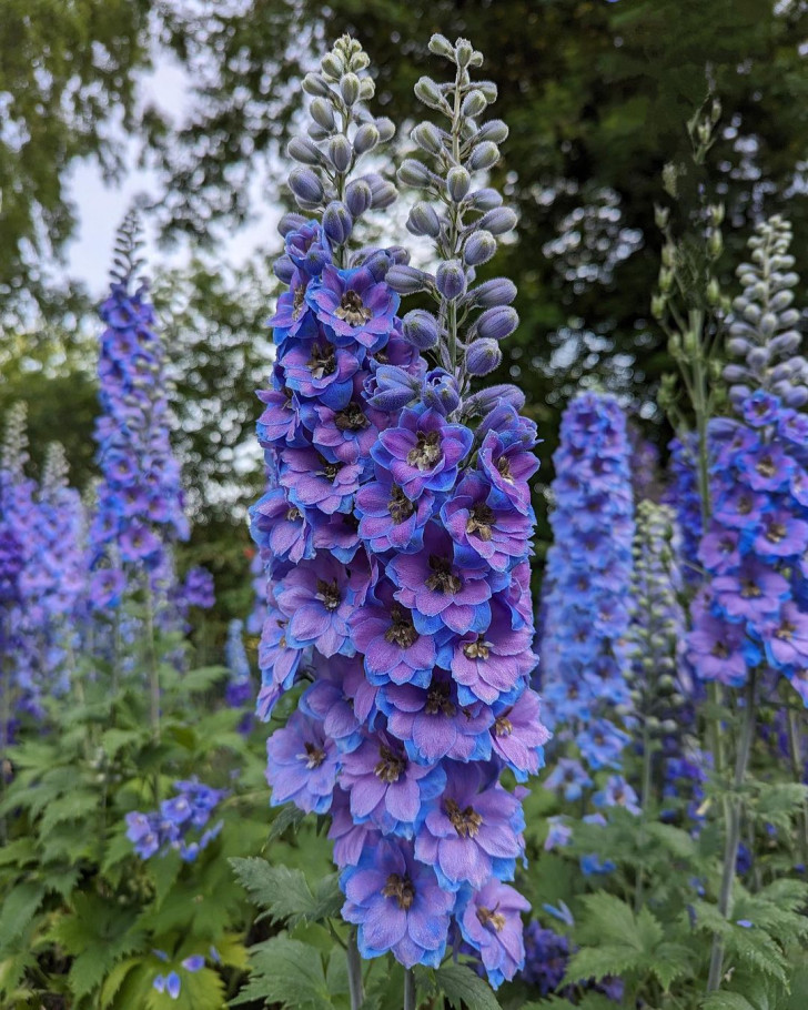 Flowers of the Delphinium Pacific Giant