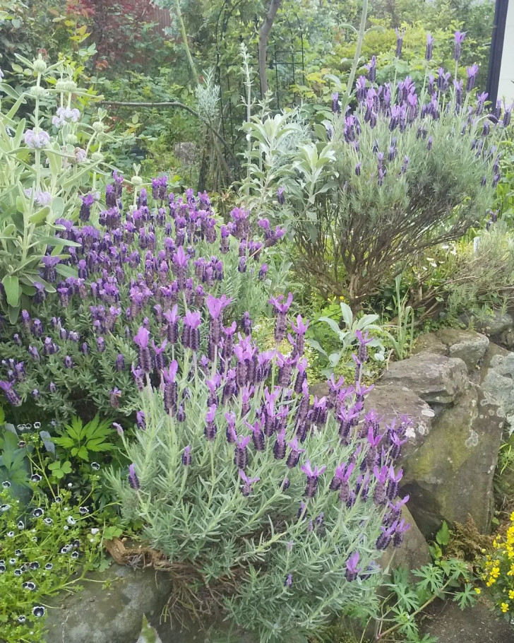 Wild lavender plants in a flowerbed