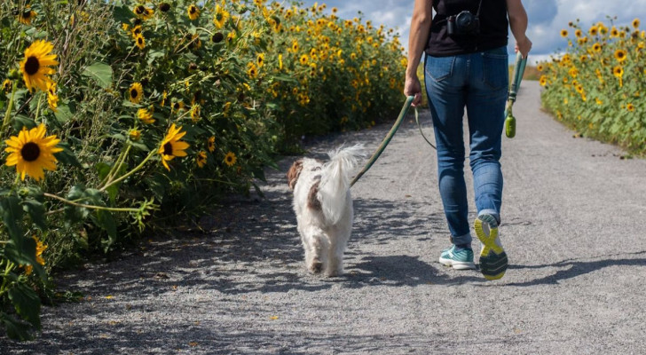 cane che passeggia al guinzaglio