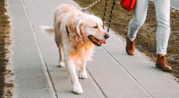 cane che passeggia al guinzaglio