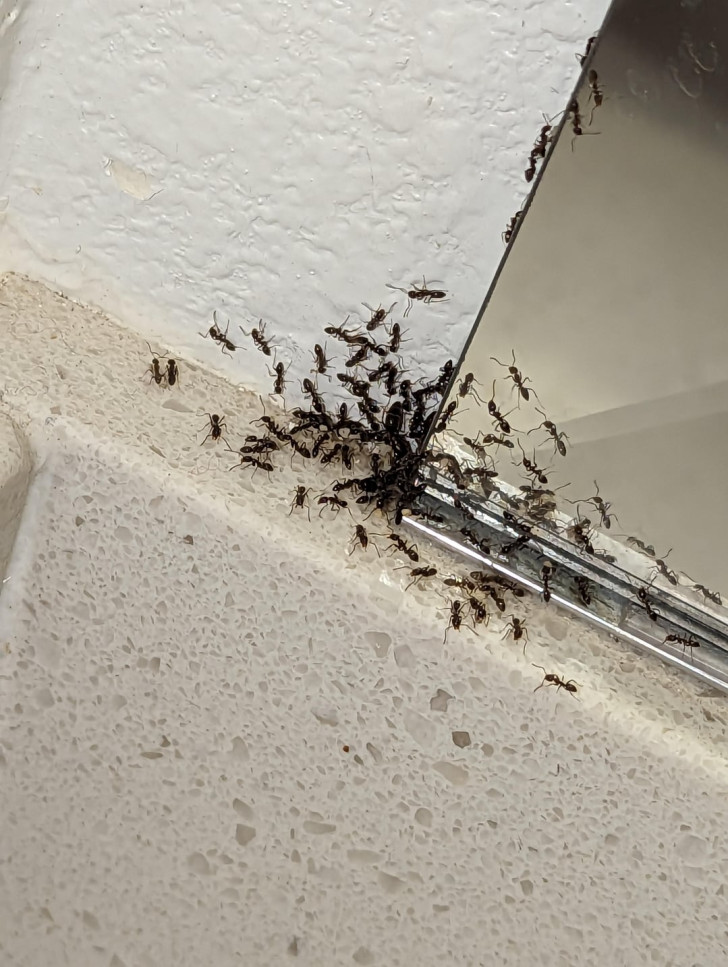 a phalanx of ants in the corner of a bathroom