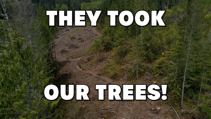 taglio alberi