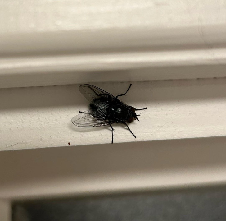 Primo piano di una mosca poggiata sulla cornice di una finestra