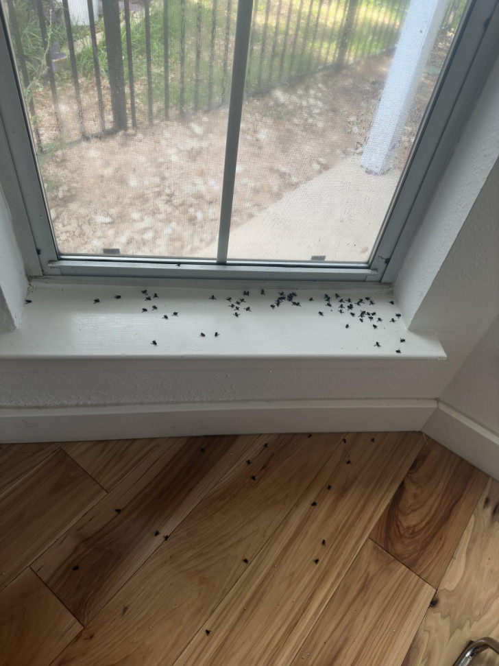 a swarm of flies on a windowsill