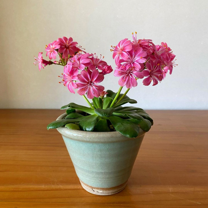 lewisia plant in pot op een tafel