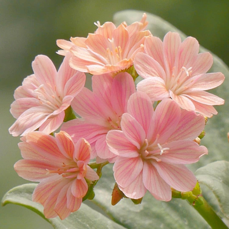 detail van roze lewisia bloemen